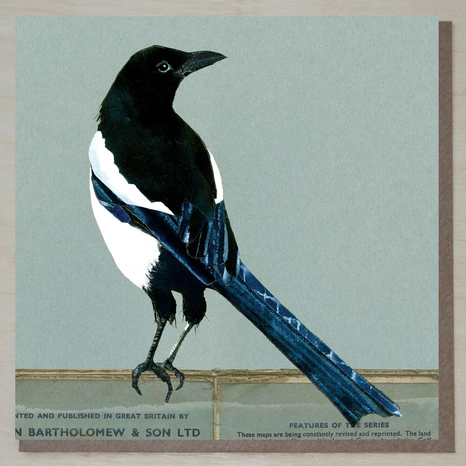 NWND455 Magpie