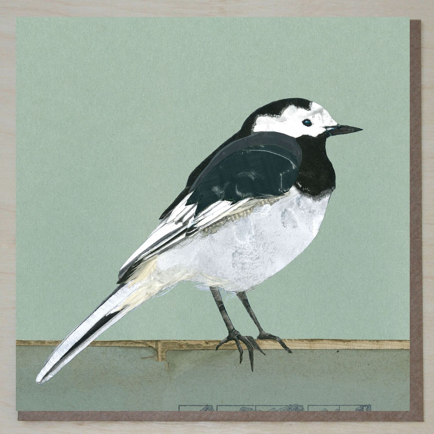 MWND456 Pied Wagtail