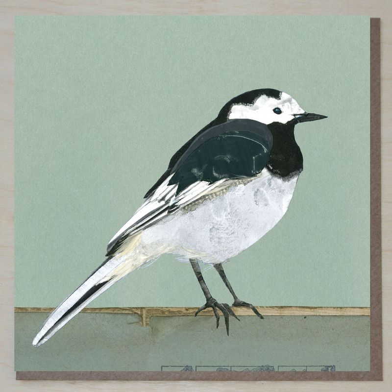 MWND456 Pied Wagtail