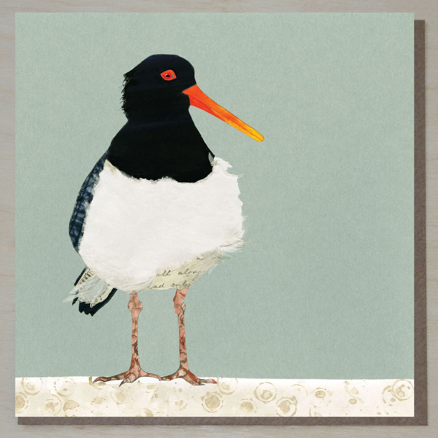 AWND331 Oystercatcher