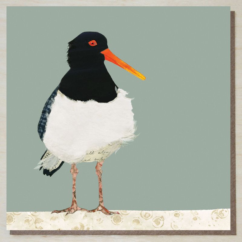 AWND331 Oystercatcher