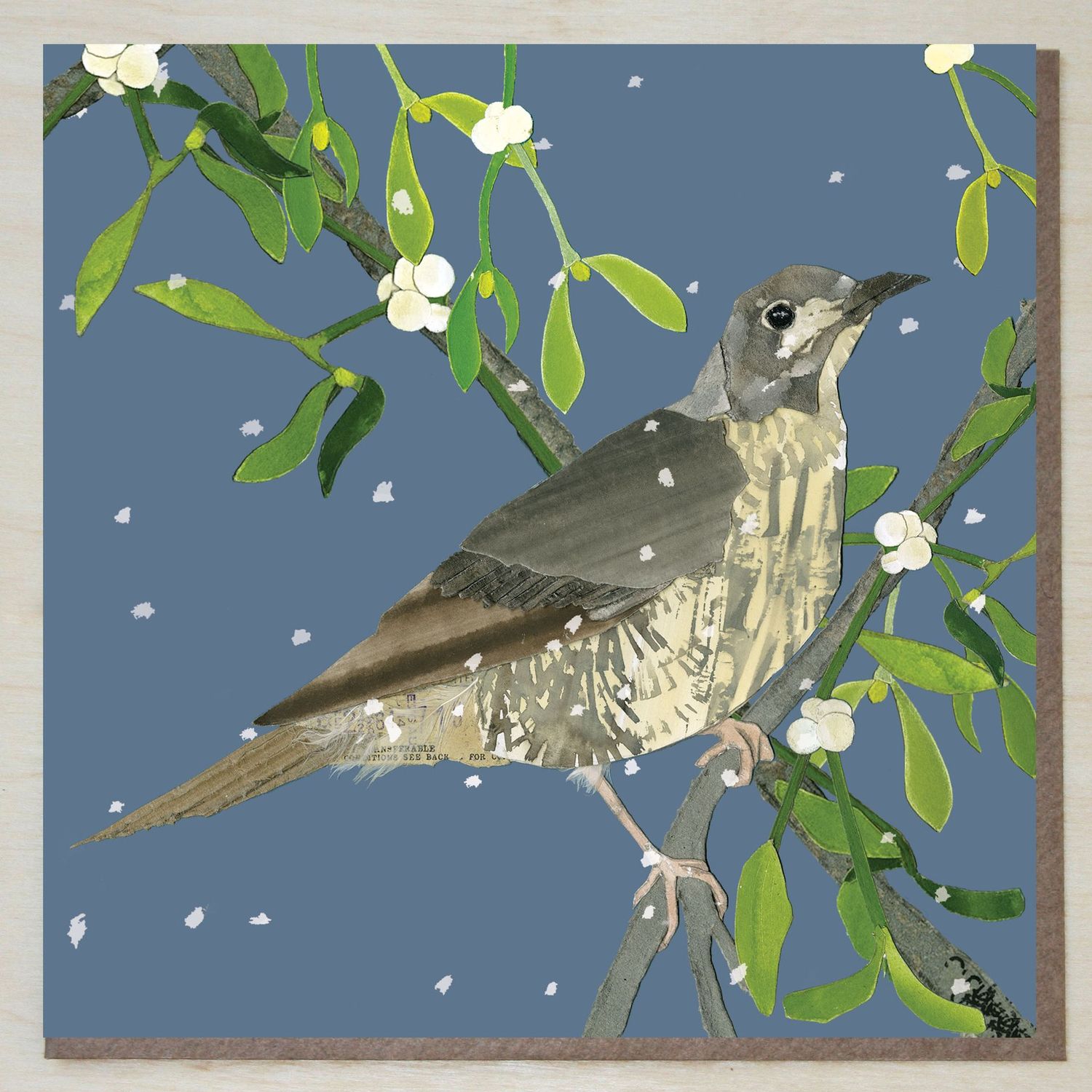 AWND405 Mistle Thrush