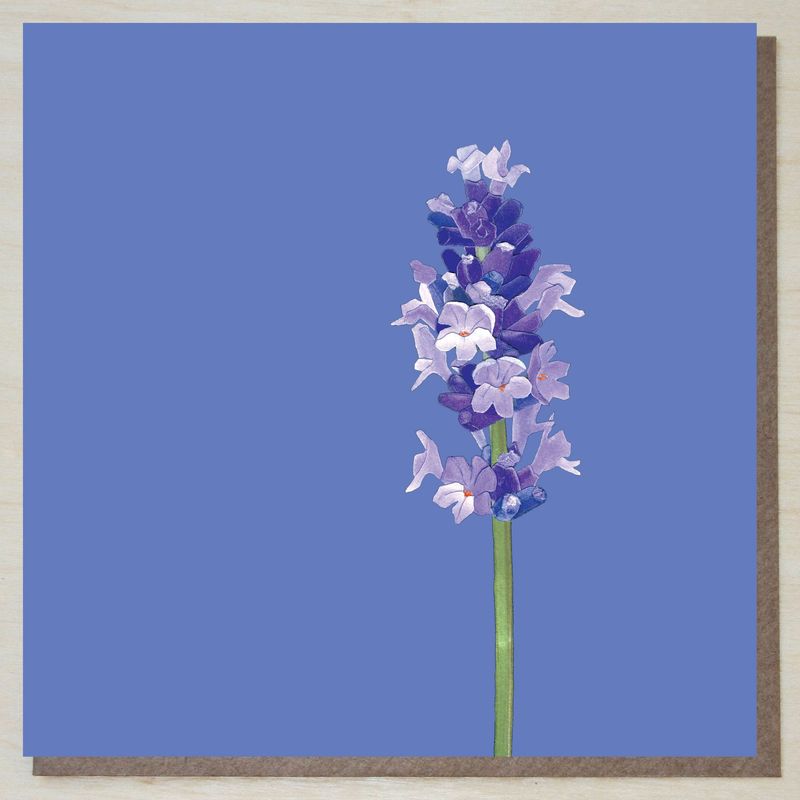 BWND440 lavender (lavandula angustifolia)