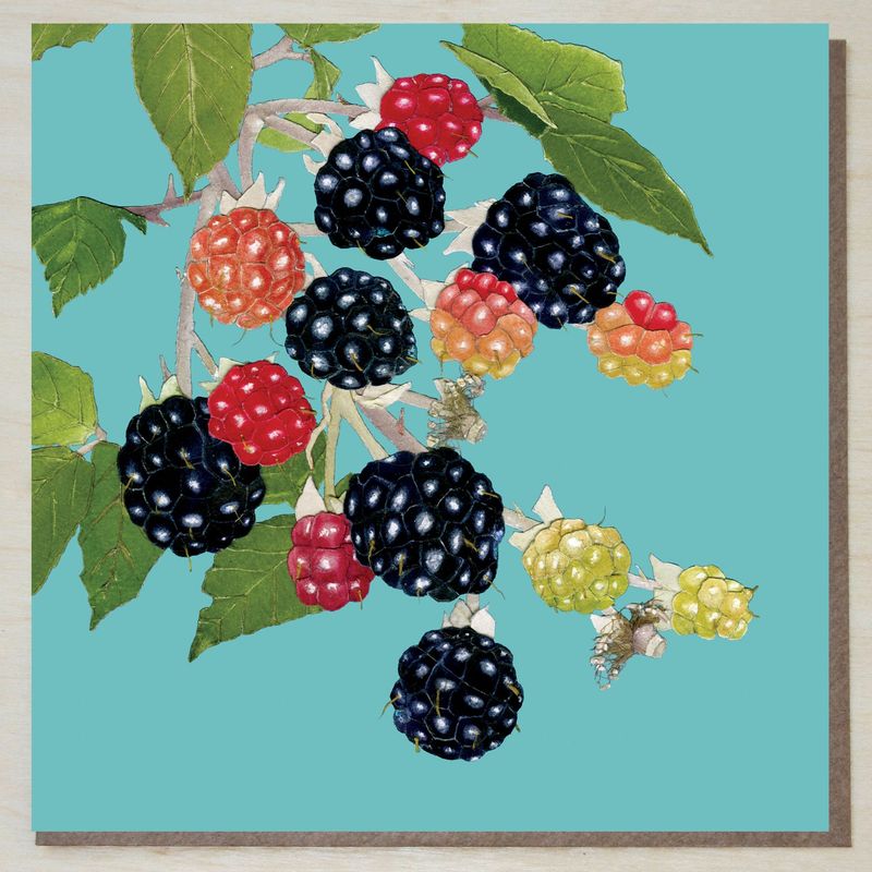 FWND450 Blackberries