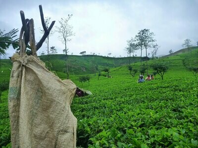Ceylon