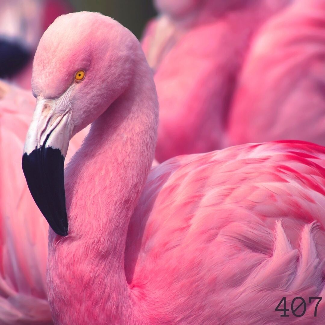 Pink Bird (200g)