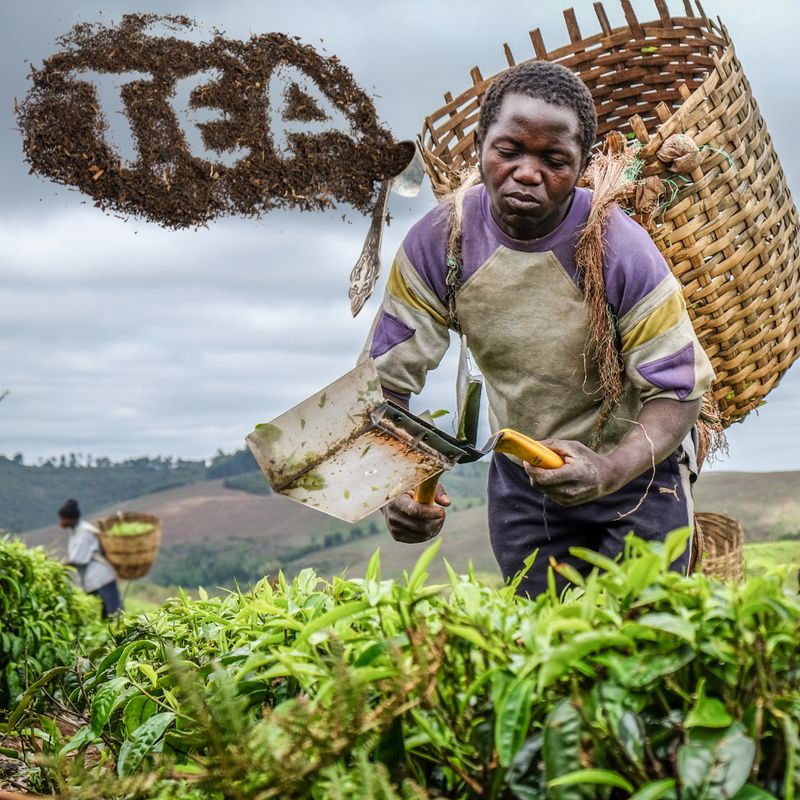 Tansania GFOP (100g)