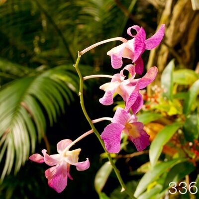 Dschungelblüte (200g) Dschungelblüte (200g)