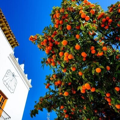 Andalusische Träume (200g)