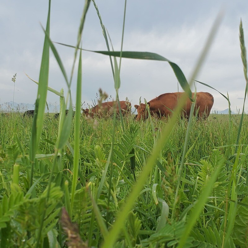 Quarter Beef Deposit 2025