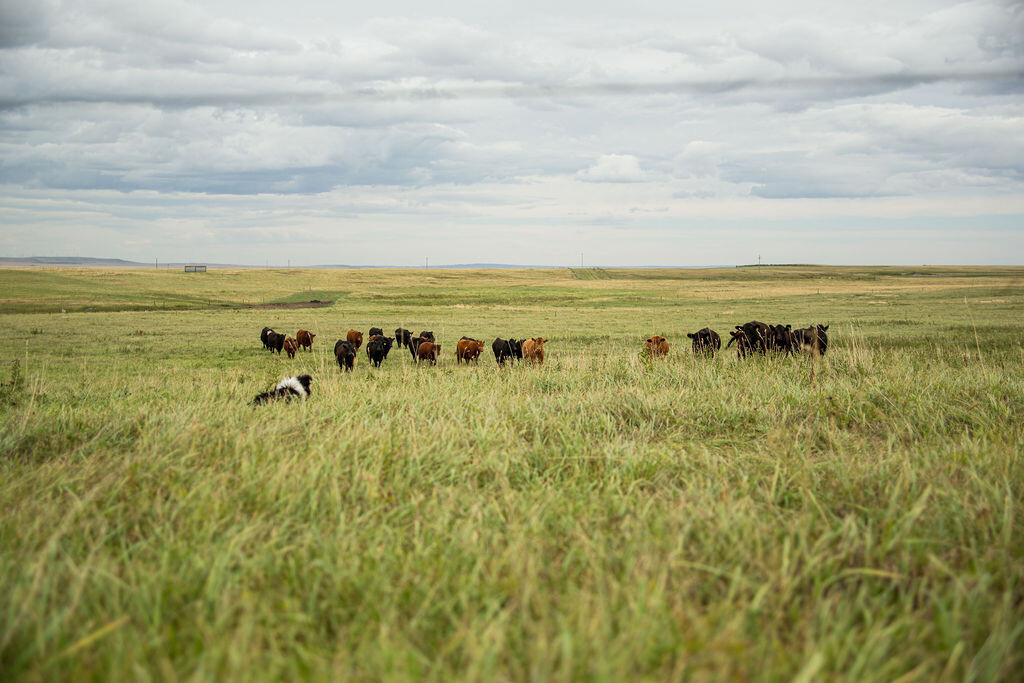 Half Beef Deposit 2025 Half Beef Deposit 2025