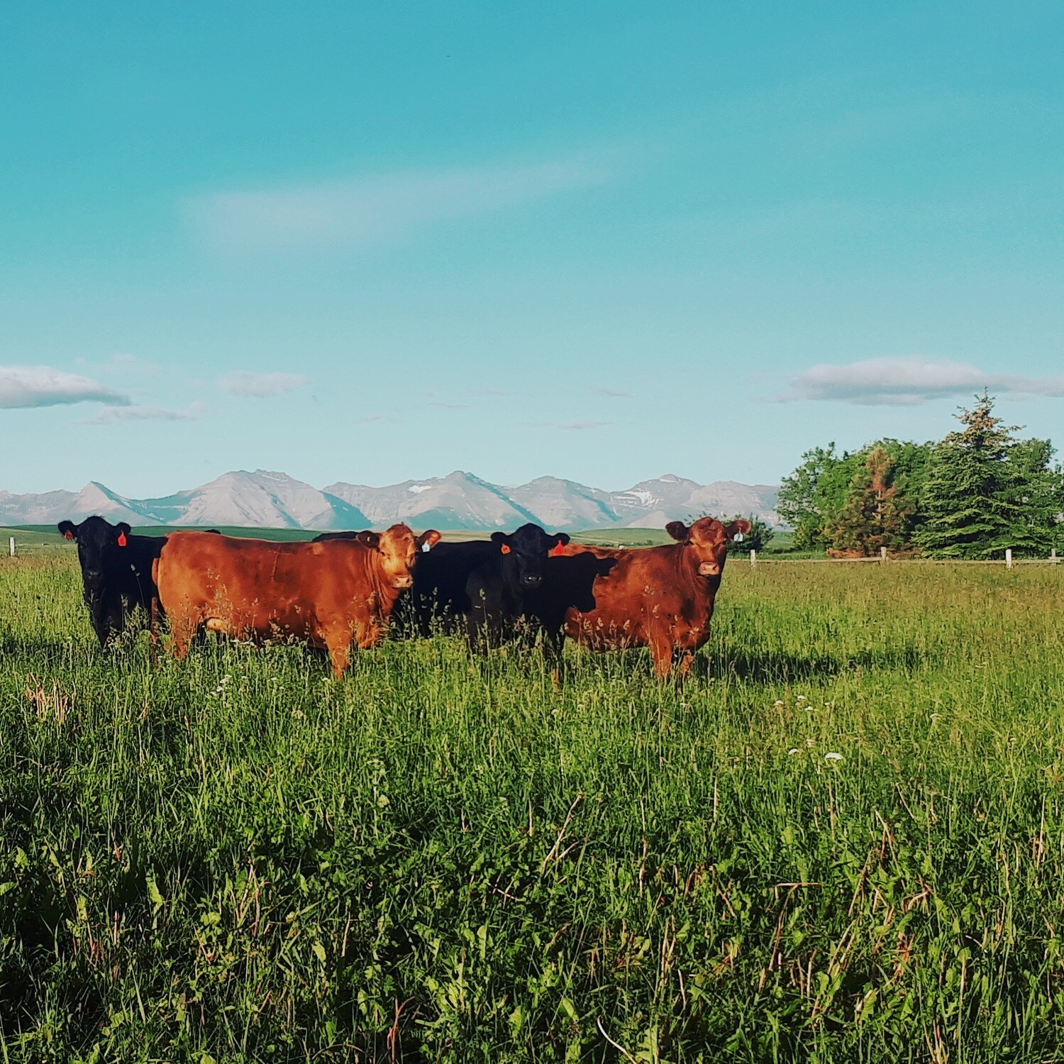 Whole Beef Deposit 2025 Whole Beef Deposit 2025