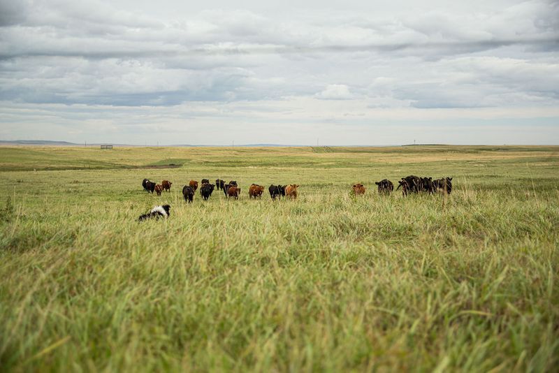 Half Beef Deposit 2025