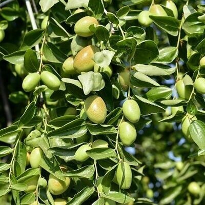 Natural Oils