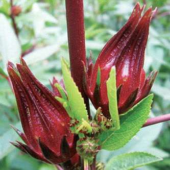 Hibiscus Seed Oil