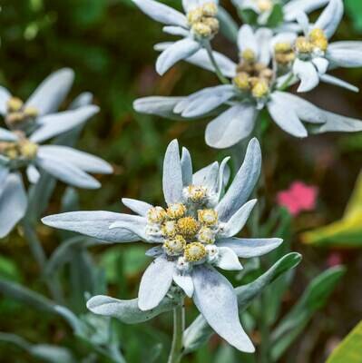CARTE DOUBLE PHOTO "EDELWEISS"