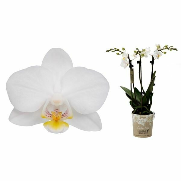 Phalaenopsis weiss 3 Blütentriebe