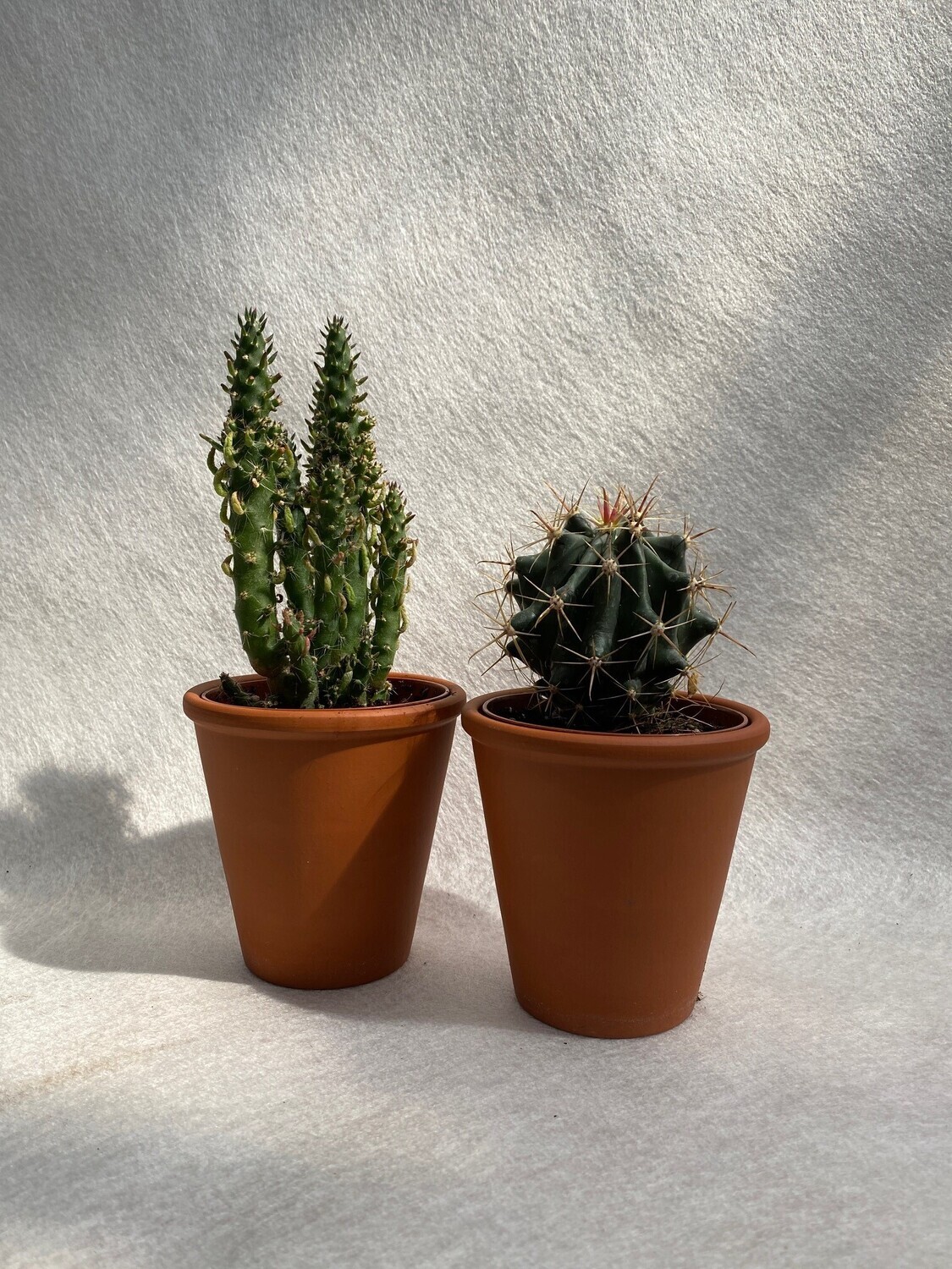 Kaktus Duo