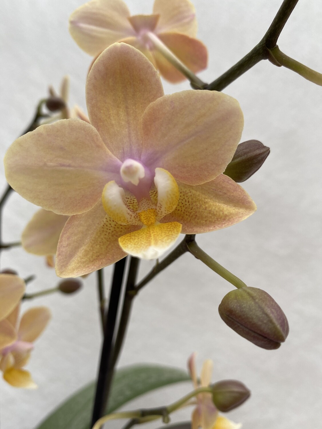 Orchidee orange special