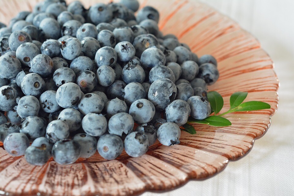 Heidelbeeren Konfitüre  (120g / 235g / 480g)