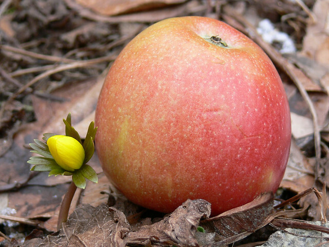 Apfel Gelee mit Calvados (120g / 235g)
