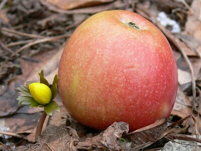 Apfel Gelee mit Calvados (120g / 235g)