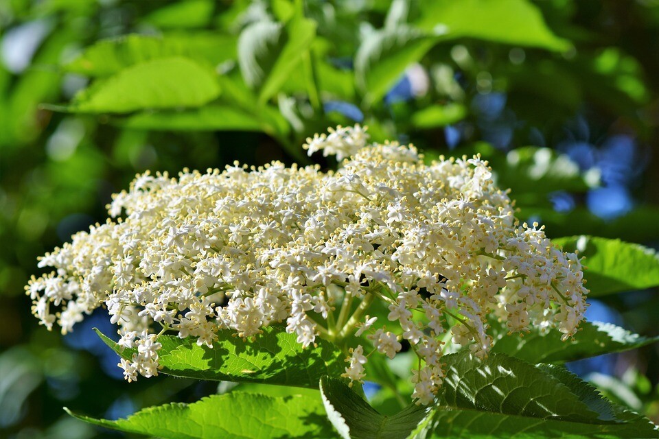 Holunderblüten Sirup  (5 dl)