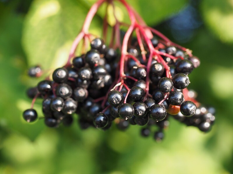 Holunderbeeren Sirup (5 dl)