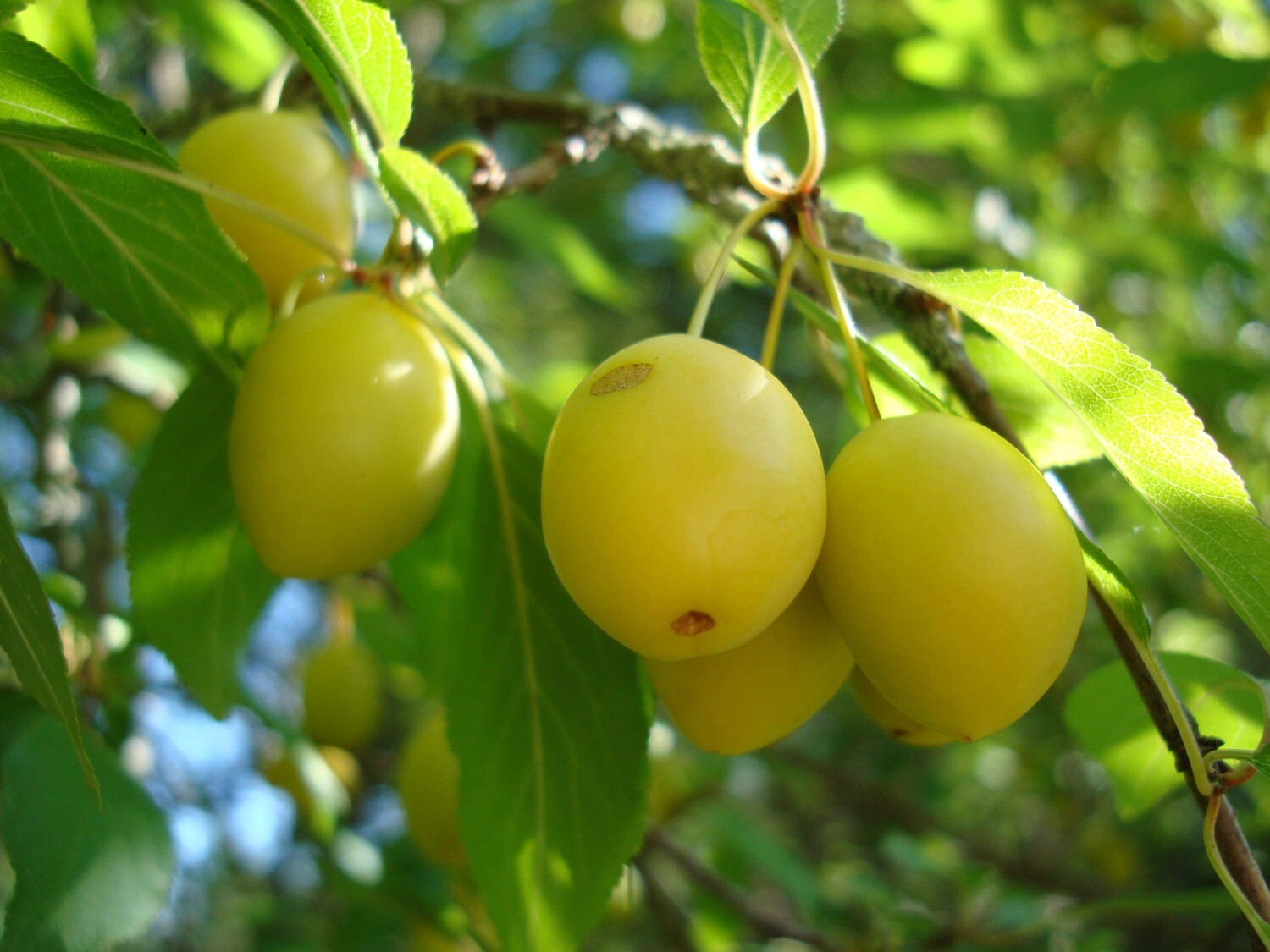 Gelbe Pflaumen Konfitüre  (235g / 480g)