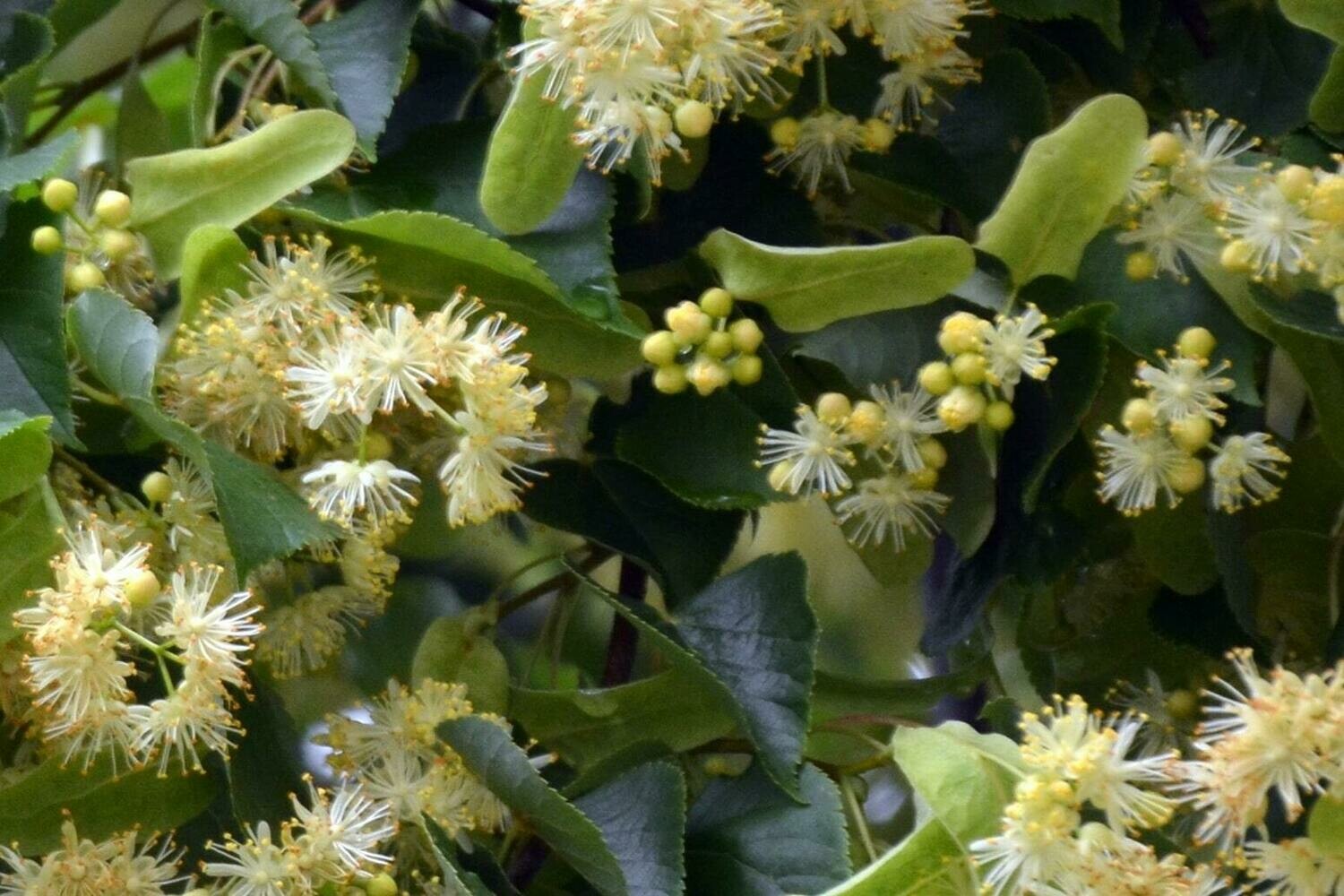 Lindenblüten Sirup (5 dl)