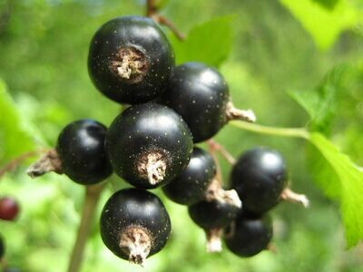 Cassis Konfitüre/Gelee  (235g / 480g)