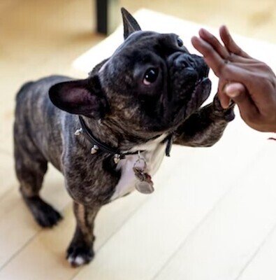 Hundefutter