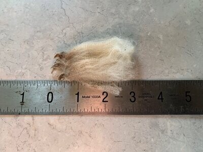 Raw White Merino wool fleece. 1 pound