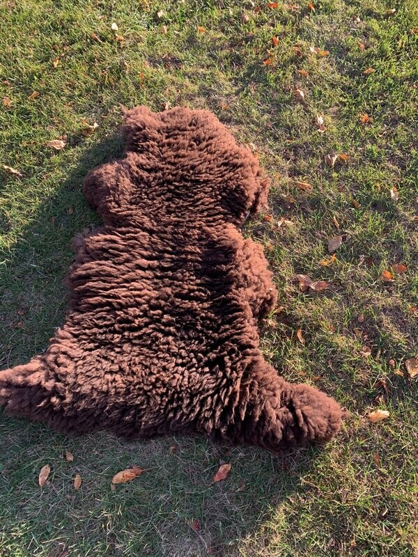 Brown Sheep Pelt