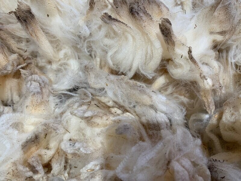 Natural White  Raw Uncovered Merino Fleece  2 pounds