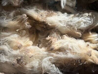 Raw uncovered Merino wool 2 pounds