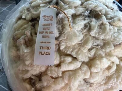 3rd Place Shepherds Harvest 2023 white covered fleece 7 pounds