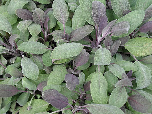 SAGE officinalis purpurascens (Purple Sage)