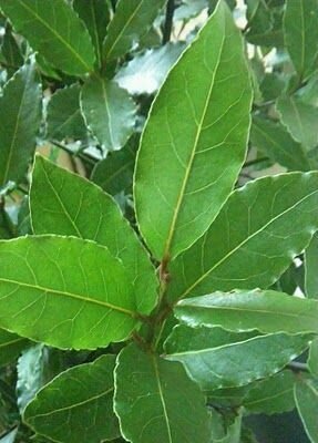 BAY LAUREL Laurus nobilis (Sweet Bay Leaf Tree)