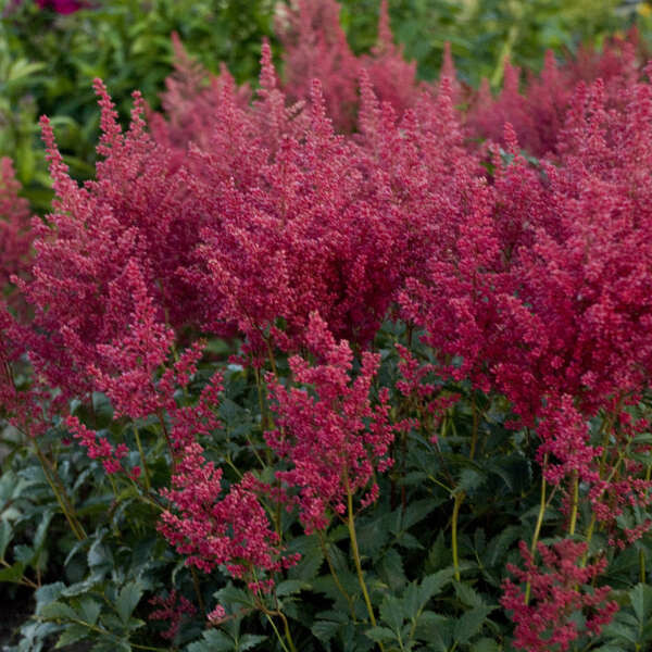 ASTILBE japonica Montgomery