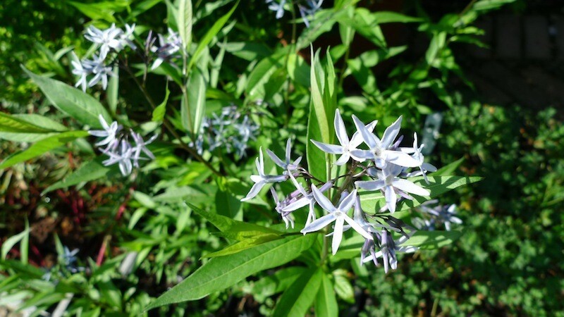 AMSONIA tabernaemontana Grande (Blue Star)