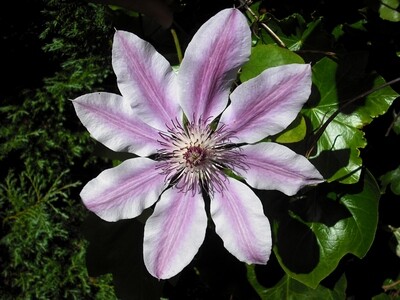 CLEMATIS Nelly Moser