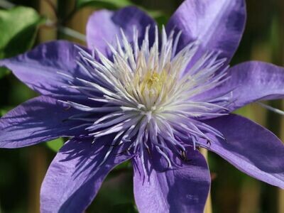 CLEMATIS Crystal Fountain