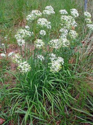 CHIVES Allium schoenoprasum Geisha Garlic