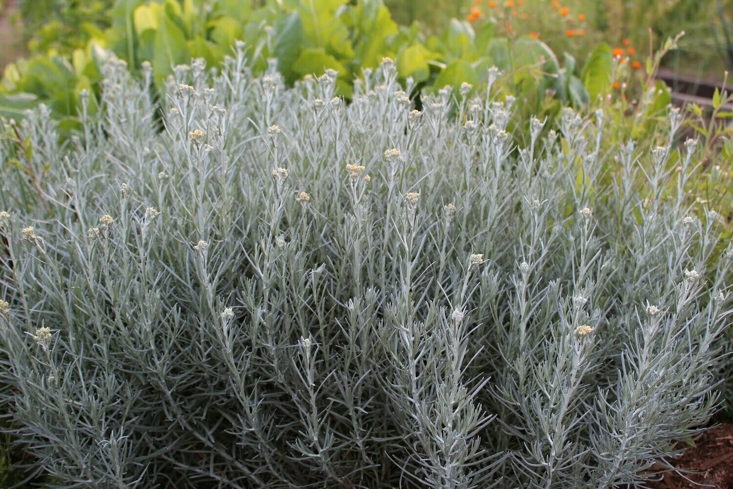 CURRY Helichrysum italicum
