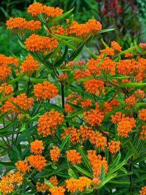 ASCLEPIAS tuberosa (Orange Butterfly Weed)