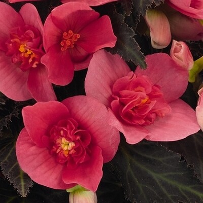 BEGONIA I'conia First Kiss Pink Hot