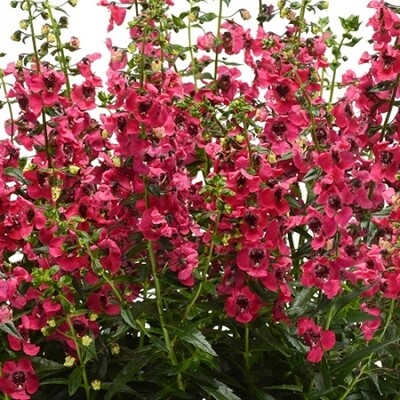 ANGELONIA angustifolia Archangel Collection
