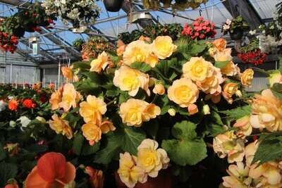 BEGONIA I'conia Scentiment Peachy Keen