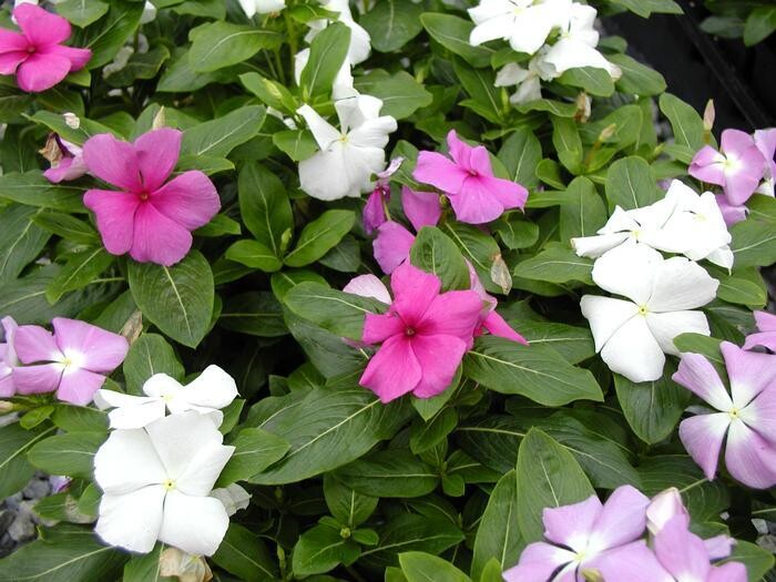 VINCA Catharanthus roseus Titan Mix Summer Breeze